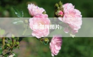 猫(猫咪图片)
