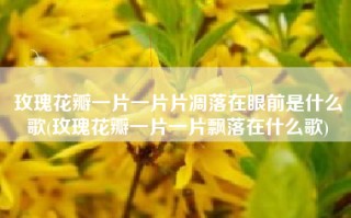 玫瑰花瓣一片一片片凋落在眼前是什么歌(玫瑰花瓣一片一片飘落在什么歌)