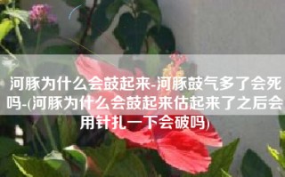 河豚为什么会鼓起来-河豚鼓气多了会死吗-(河豚为什么会鼓起来估起来了之后会用针扎一下会破吗)