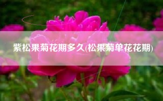紫松果菊花期多久(松果菊单花花期)
