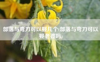 部落与弯刀可以娶几个(部落与弯刀可以娶老婆吗)