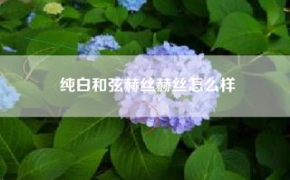 纯白和弦赫丝赫丝怎么样
