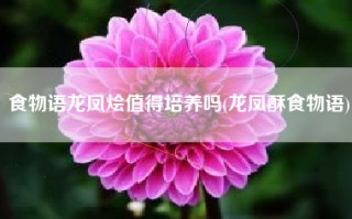 食物语龙凤烩值得培养吗(龙凤酥食物语)