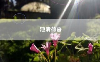 池清荷香