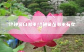 锦鲤源自哪里(锦鲤鱼苗哪里有卖)