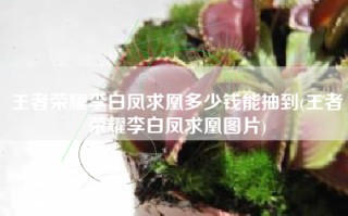 王者荣耀李白凤求凰多少钱能抽到(王者荣耀李白凤求凰图片)