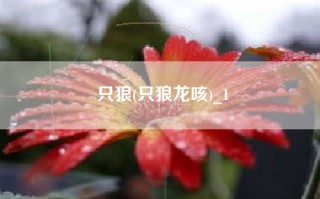 只狼(只狼龙咳)_1