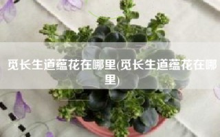 觅长生道蕴花在哪里(觅长生道蕴花在哪里)