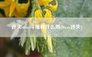 迷失stray斗篷有什么用(Stray迷失)
