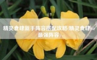 精灵食肆新手阵容搭配攻略(精灵食肆ssr最强阵容)