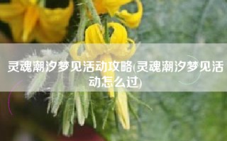 灵魂潮汐梦见活动攻略(灵魂潮汐梦见活动怎么过)