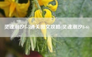 灵魂潮汐5-5通关图文攻略(灵魂潮汐8-6)