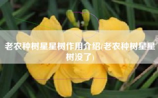 老农种树星星树作用介绍(老农种树星星树没了)
