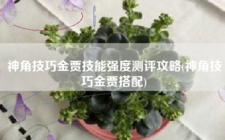 神角技巧金贾技能强度测评攻略(神角技巧金贾搭配)