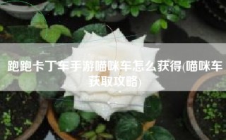 跑跑卡丁车手游喵咪车怎么获得(喵咪车获取攻略)