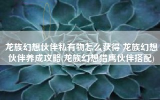 龙族幻想伙伴私有物怎么获得 龙族幻想伙伴养成攻略(龙族幻想猎鹰伙伴搭配)