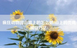 疯狂动物园山坡上的怎么抓(山上的秃鹰捕捉方法)