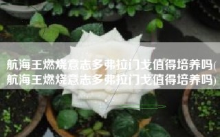航海王燃烧意志多弗拉门戈值得培养吗(航海王燃烧意志多弗拉门戈值得培养吗)