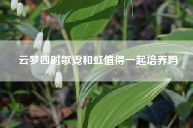 云梦四时歌霓和虹值得一起培养吗