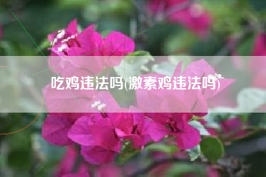 吃鸡违法吗(激素鸡违法吗)