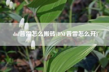 dnf普雷怎么搬砖(DNF普雷怎么开)