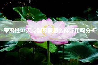 乖离性MA天克型薇薇怎么样好用吗分析