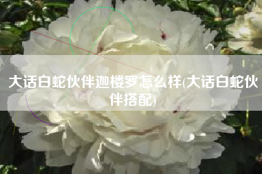 大话白蛇伙伴迦楼罗怎么样(大话白蛇伙伴搭配)