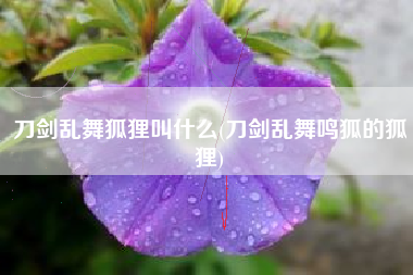 刀剑乱舞狐狸叫什么(刀剑乱舞鸣狐的狐狸)