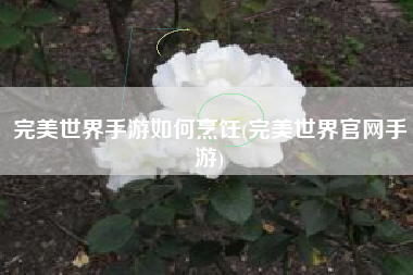 完美世界手游如何烹饪(完美世界官网手游)