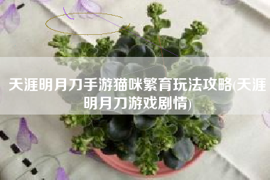 天涯明月刀手游猫咪繁育玩法攻略(天涯明月刀游戏剧情)