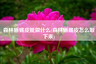 森林蜥蜴皮能做什么(森林蜥蜴皮怎么取下来)