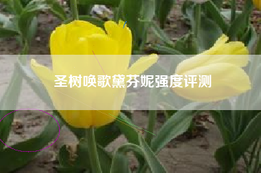 圣树唤歌黛芬妮强度评测