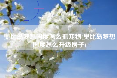 奥比岛梦想国度怎么抓宠物(奥比岛梦想国度怎么升级房子)