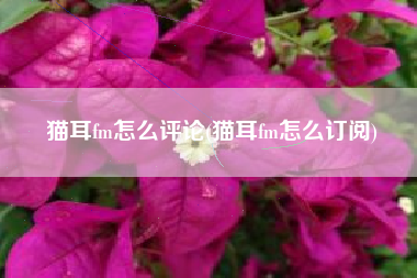 猫耳fm怎么评论(猫耳fm怎么订阅)