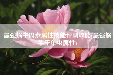 最强蜗牛周泰属性技能评测攻略(最强蜗牛千年虫属性)