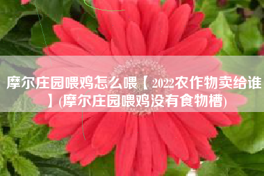 摩尔庄园喂鸡怎么喂【2022农作物卖给谁】(摩尔庄园喂鸡没有食物槽)