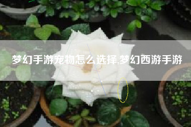 梦幻手游宠物怎么选择,梦幻西游手游
