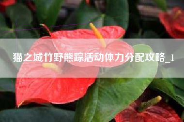 猫之城竹野熊踪活动体力分配攻略_1