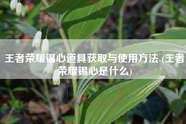 王者荣耀锡心道具获取与使用方法 (王者荣耀锡心是什么)