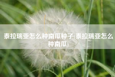 泰拉瑞亚怎么种南瓜种子(泰拉瑞亚怎么种南瓜)