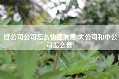 好公司公司怎么快速发展(大公司和中公司怎么选)