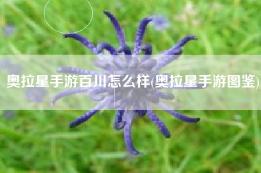 奥拉星手游百川怎么样(奥拉星手游图鉴)