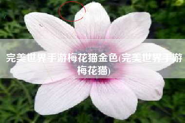 完美世界手游梅花猫金色(完美世界手游梅花猫)