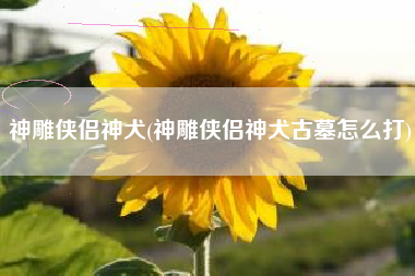 神雕侠侣神犬(神雕侠侣神犬古墓怎么打)