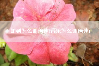 知到怎么调倍速(音乐怎么调倍速)