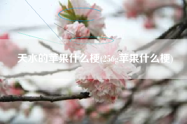 天水的苹果什么梗(256g苹果什么梗)