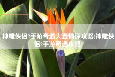 神雕侠侣2手游奇遇夫妻情深攻略(神雕侠侣2手游奇遇攻略)