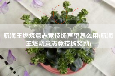 航海王燃烧意志竞技场声望怎么用(航海王燃烧意志竞技场奖励)