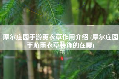 摩尔庄园手游薰衣草作用介绍 (摩尔庄园手游薰衣草装饰的在哪)