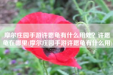 摩尔庄园手游许愿龟有什么用处？许愿龟在哪里(摩尔庄园手游许愿龟有什么用)